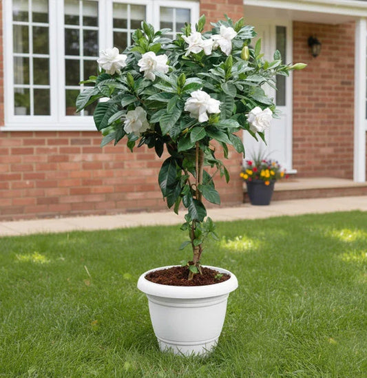 Gardenia Plant Baug Bagicha