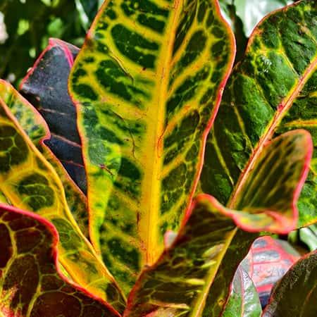 Croton Petra plant Spring-Nivida