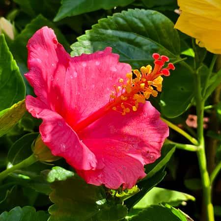 Multicolored Hibiscus Plant Spring-Nivida