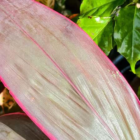 Dracaena Mahatma, Cordyline Terminalis Mahatma Spring-Nivida