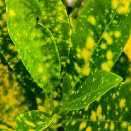 Croton Lemon Plant Baug Bagicha