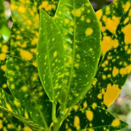 Croton Lemon Plant Baug Bagicha