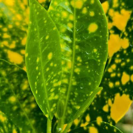 Croton Lemon Plant Baug Bagicha