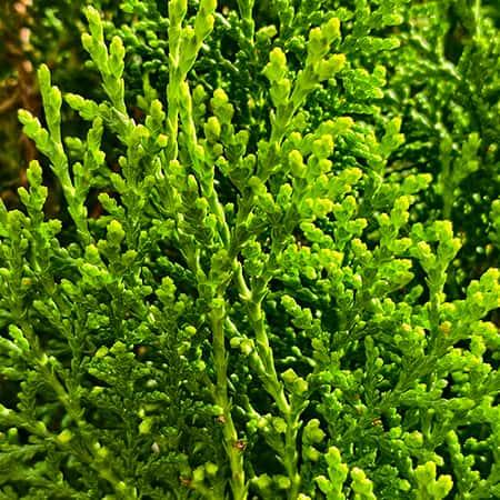 Thuja (Vidhya) Plant Baug Bagicha