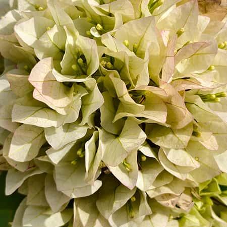 Bougainvillea single coloured plant Spring-Nivida