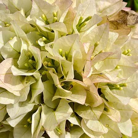 Bougainvillea single coloured plant Spring-Nivida