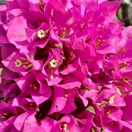 Bougainvillea single coloured plant Spring-Nivida