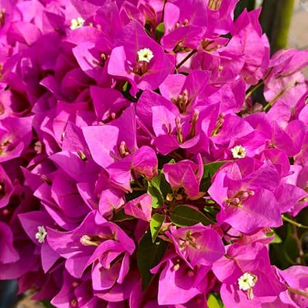 Bougainvillea single coloured plant Spring-Nivida