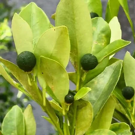 Kagzi Nimboo, Lemon Tree - Plant Spring-Nivida