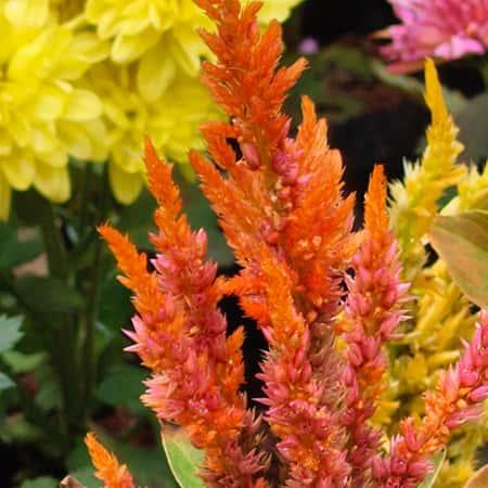 Cock's Comb plant Baug Bagicha