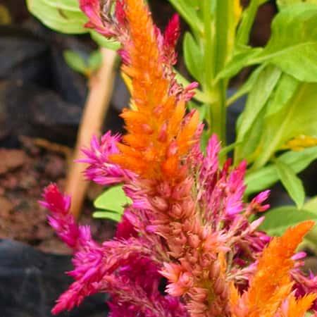 Cock's Comb plant Baug Bagicha