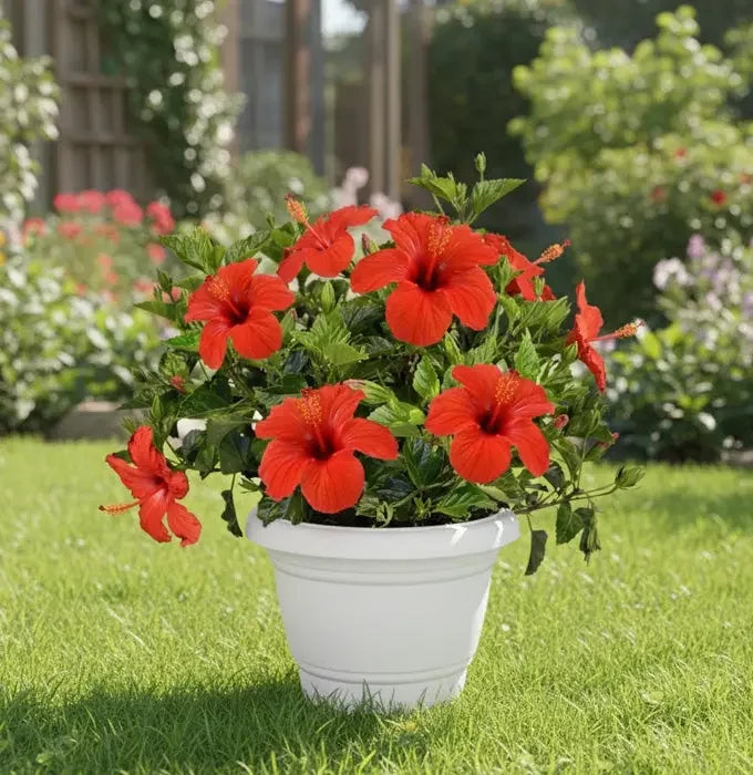 Multicolored Hibiscus Plant Spring-Nivida