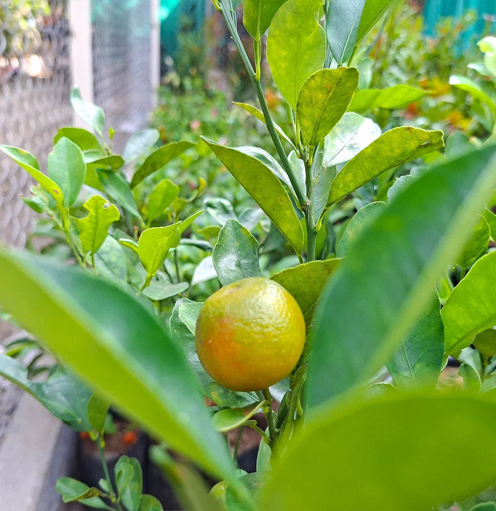 Kagzi Nimboo, Lemon Tree - Plant Spring-Nivida