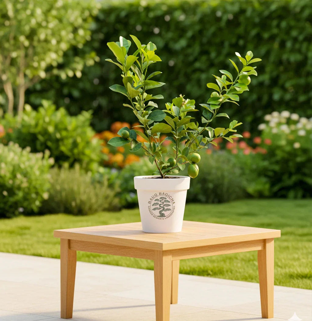 Kagzi Nimboo, Lemon Tree - Plant Spring-Nivida