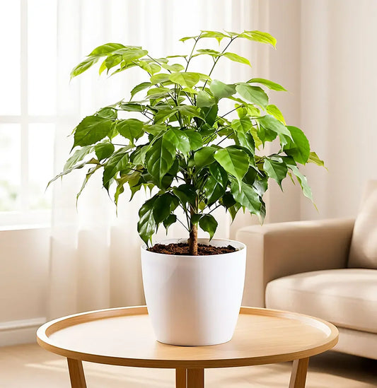 Radermachera, China Doll - Plant Spring-Nivida