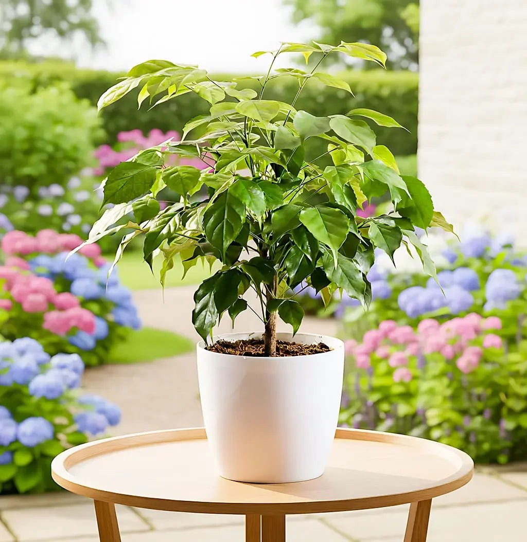 Radermachera, China Doll - Plant Spring-Nivida