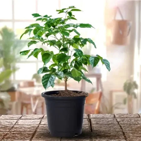 Radermachera, China Doll - Plant Spring-Nivida