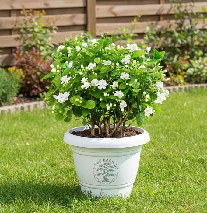 Mogra (Jasmine) Plant Baug Bagicha