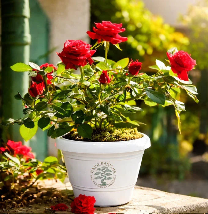 Red Rose Plant Baug Bagicha