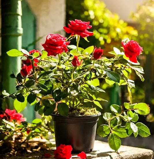 Red Rose Plant Baug Bagicha