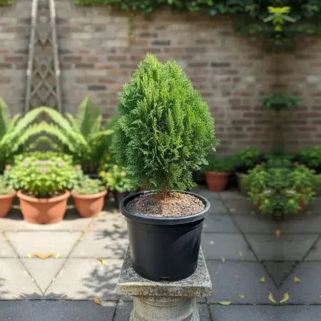 Thuja (Vidhya) Plant Baug Bagicha