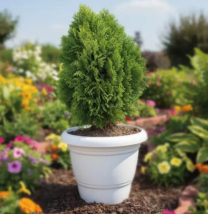 Thuja (Vidhya) Plant Baug Bagicha