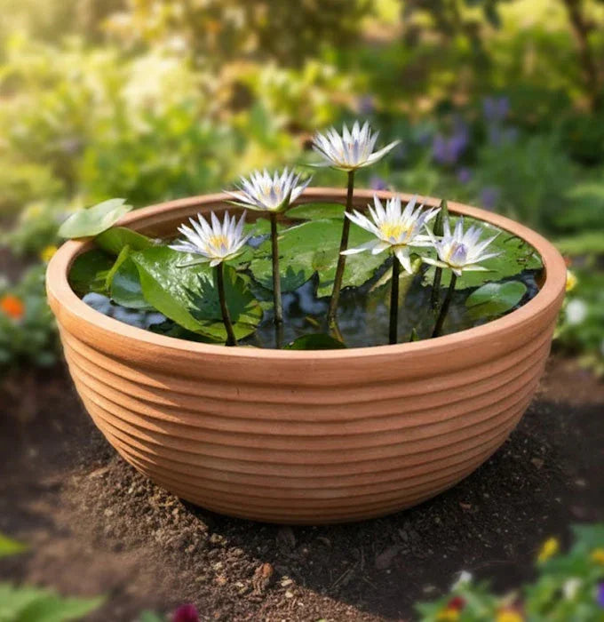 Water Lily plant Baug Bagicha