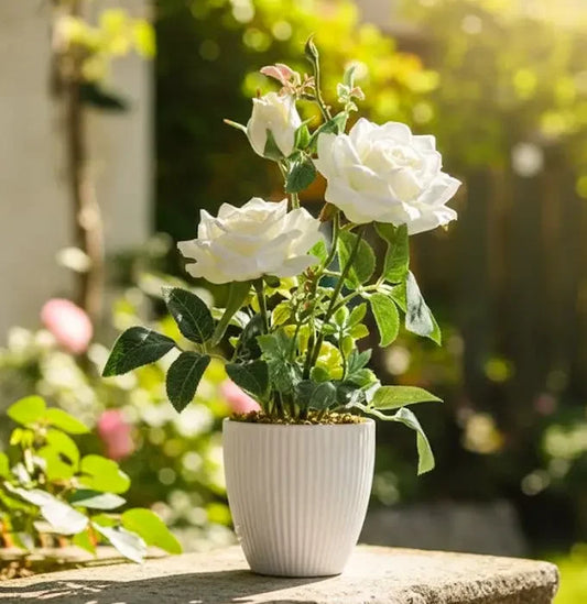 White Rose Plant Baug Bagicha