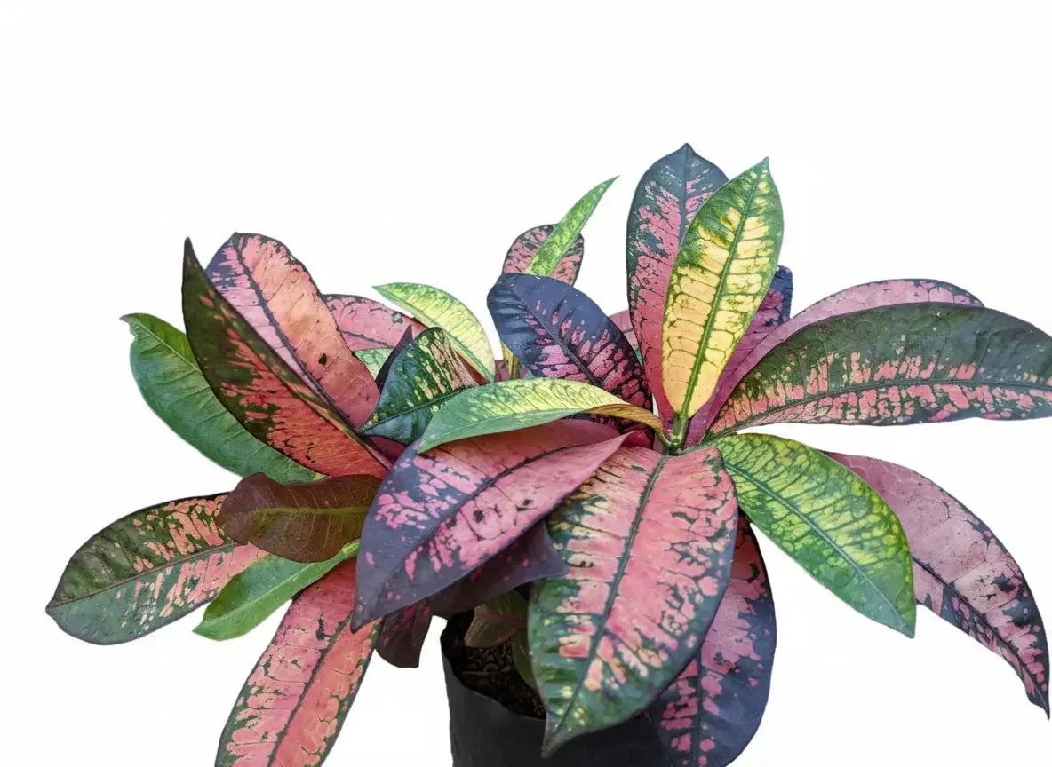 Croton Apple Leaf Plant Spring-Nivida