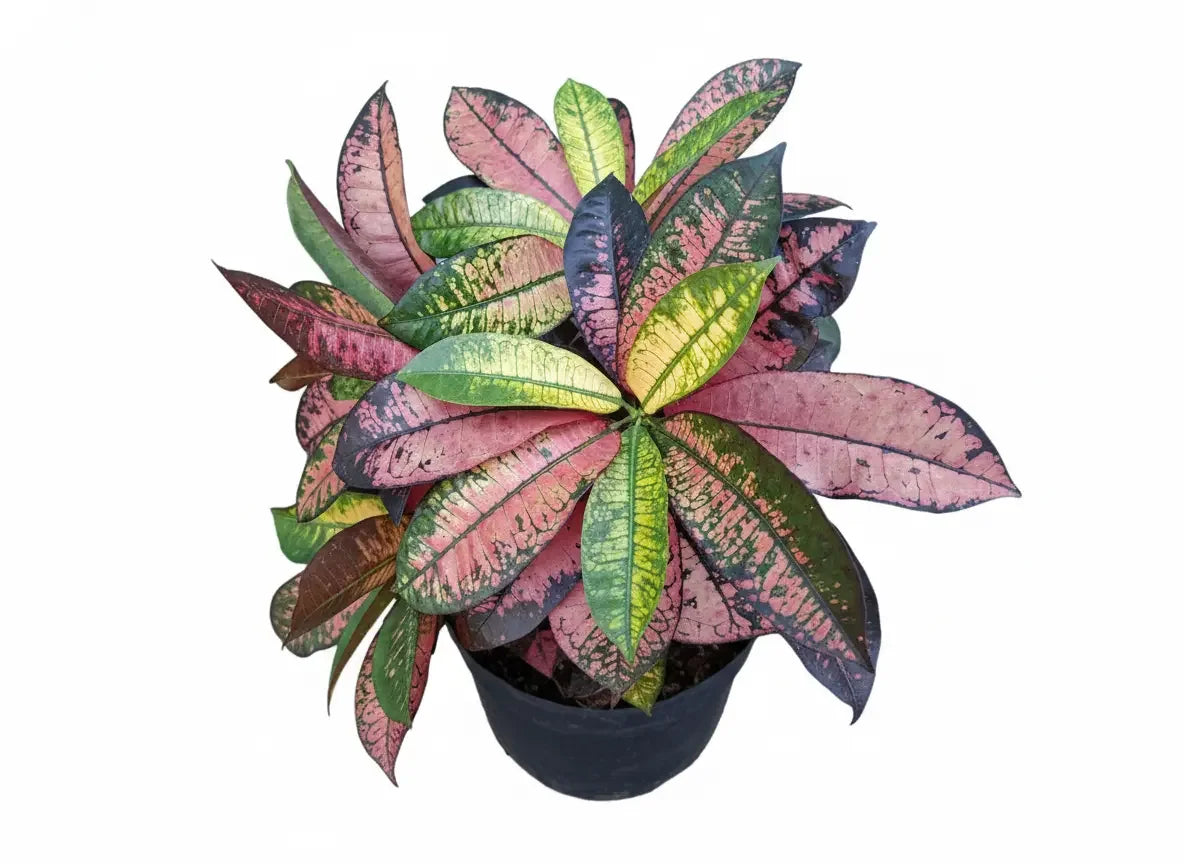 Croton Apple Leaf Plant Spring-Nivida
