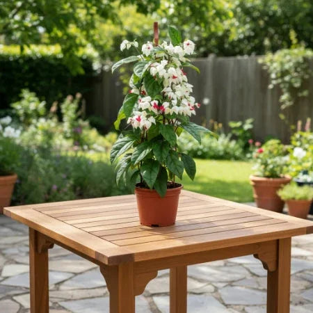 Bleeding  Heart Baug Bagicha