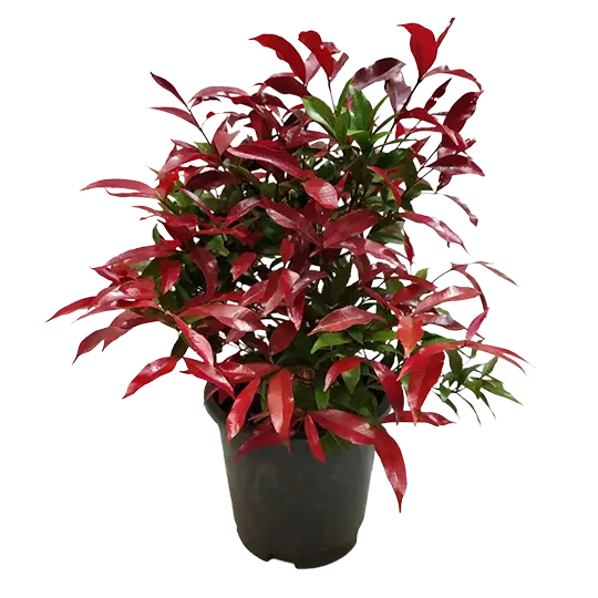 Christina Ficus Plant Spring-Nivida