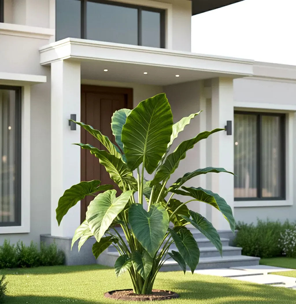 Alocasia, Elephant Ear (Green) - Plant Spring-Nivida