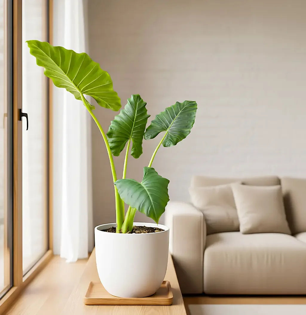 Alocasia, Elephant Ear (Green) - Plant Spring-Nivida