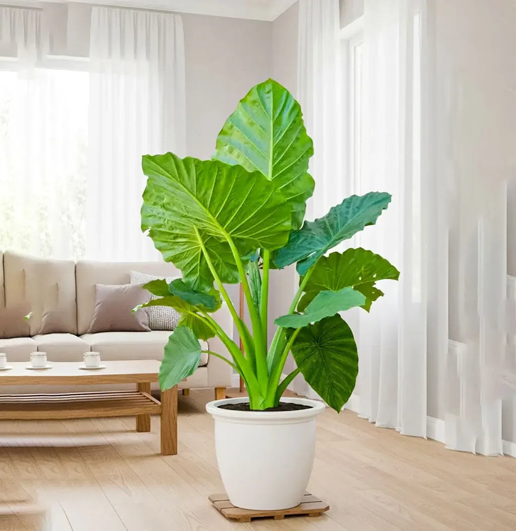 Alocasia, Elephant Ear (Green) - Plant Spring-Nivida