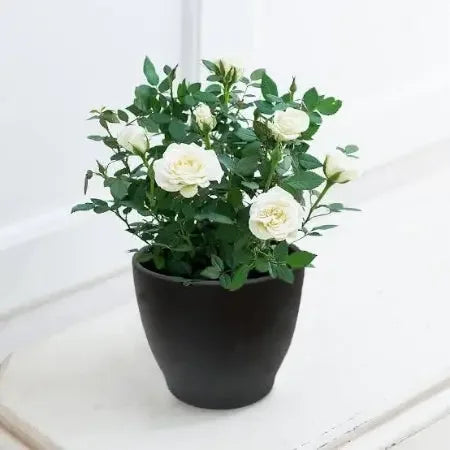 White Rose Plant Baug Bagicha