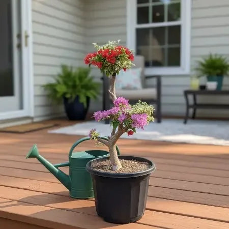 Bougainvillea - Multigrafted multicoloured bonsai plant Spring-Nivida