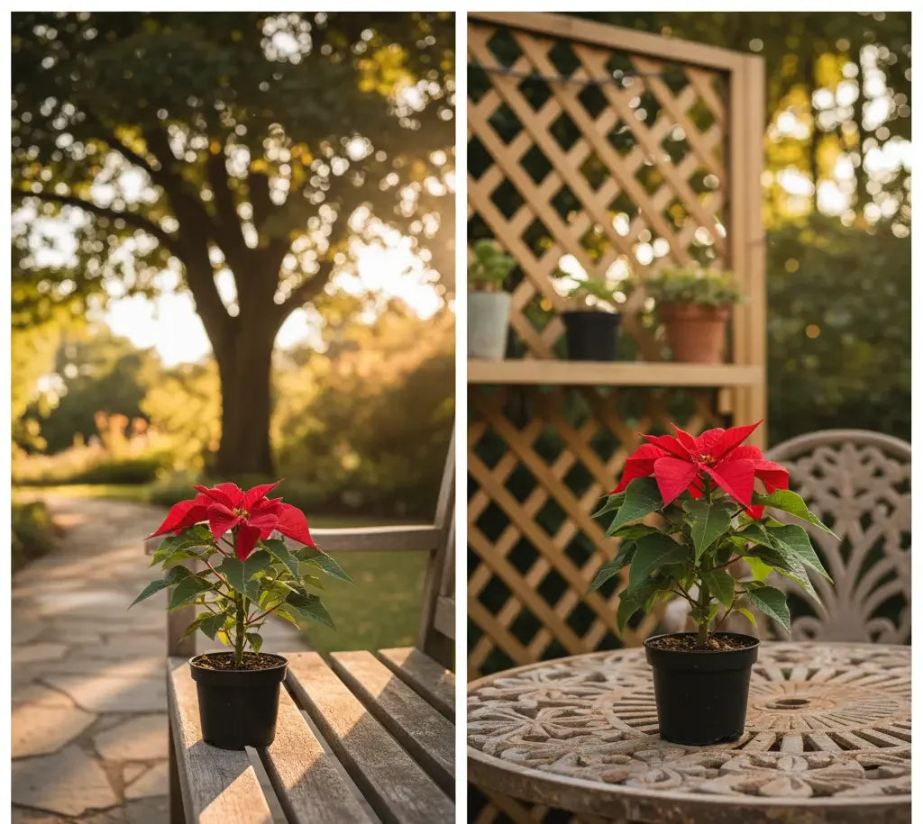 Poinsettia Red Plant Baug Bagicha