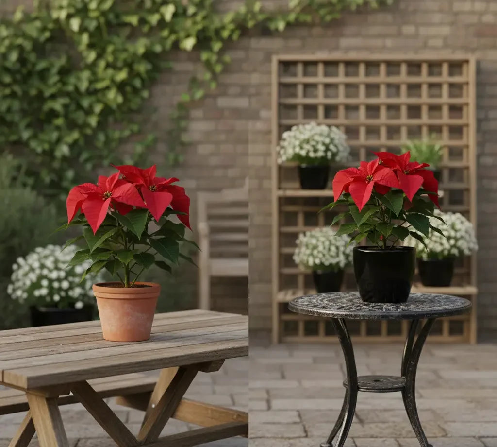 Poinsettia Red Plant Baug Bagicha