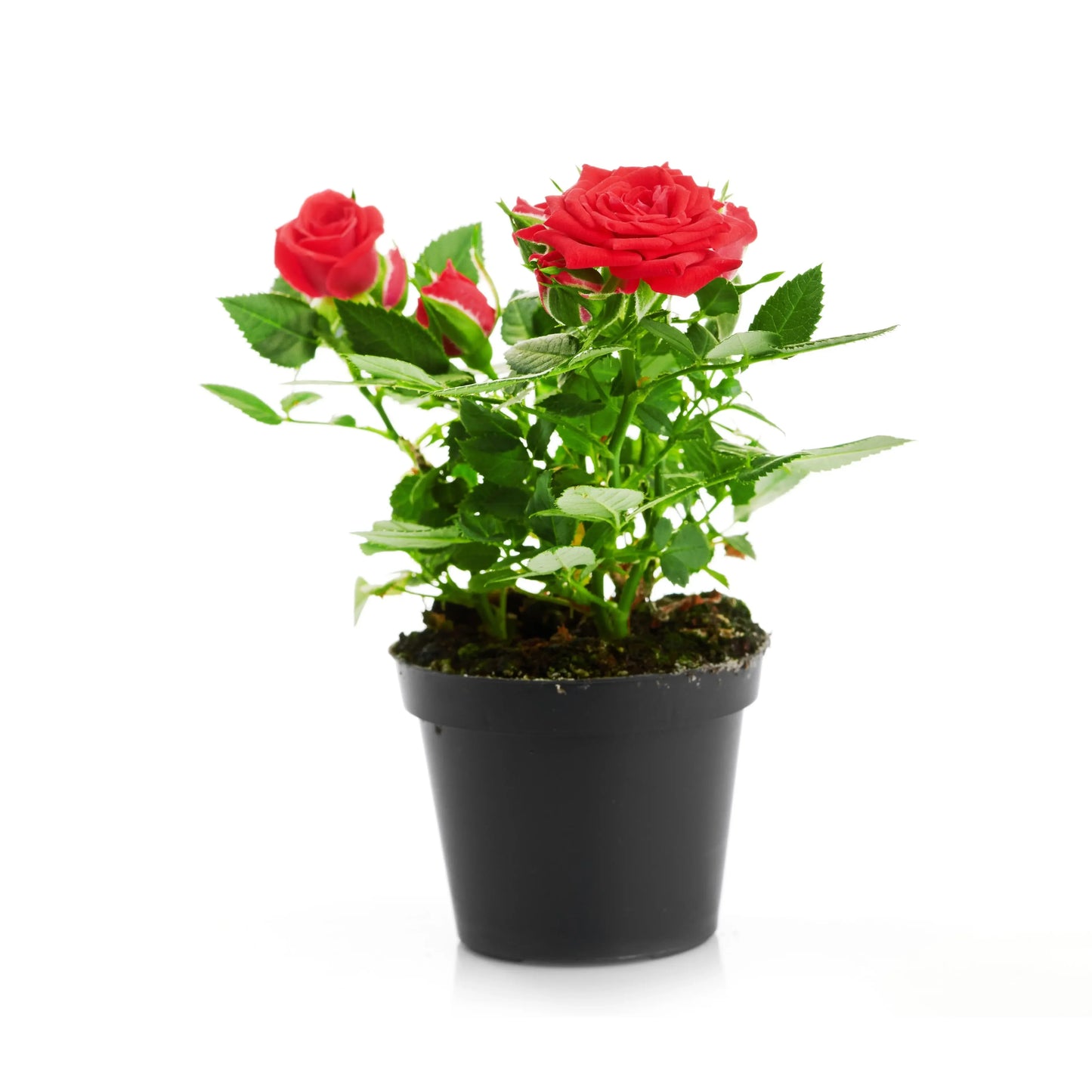 Red Rose Plant Baug Bagicha