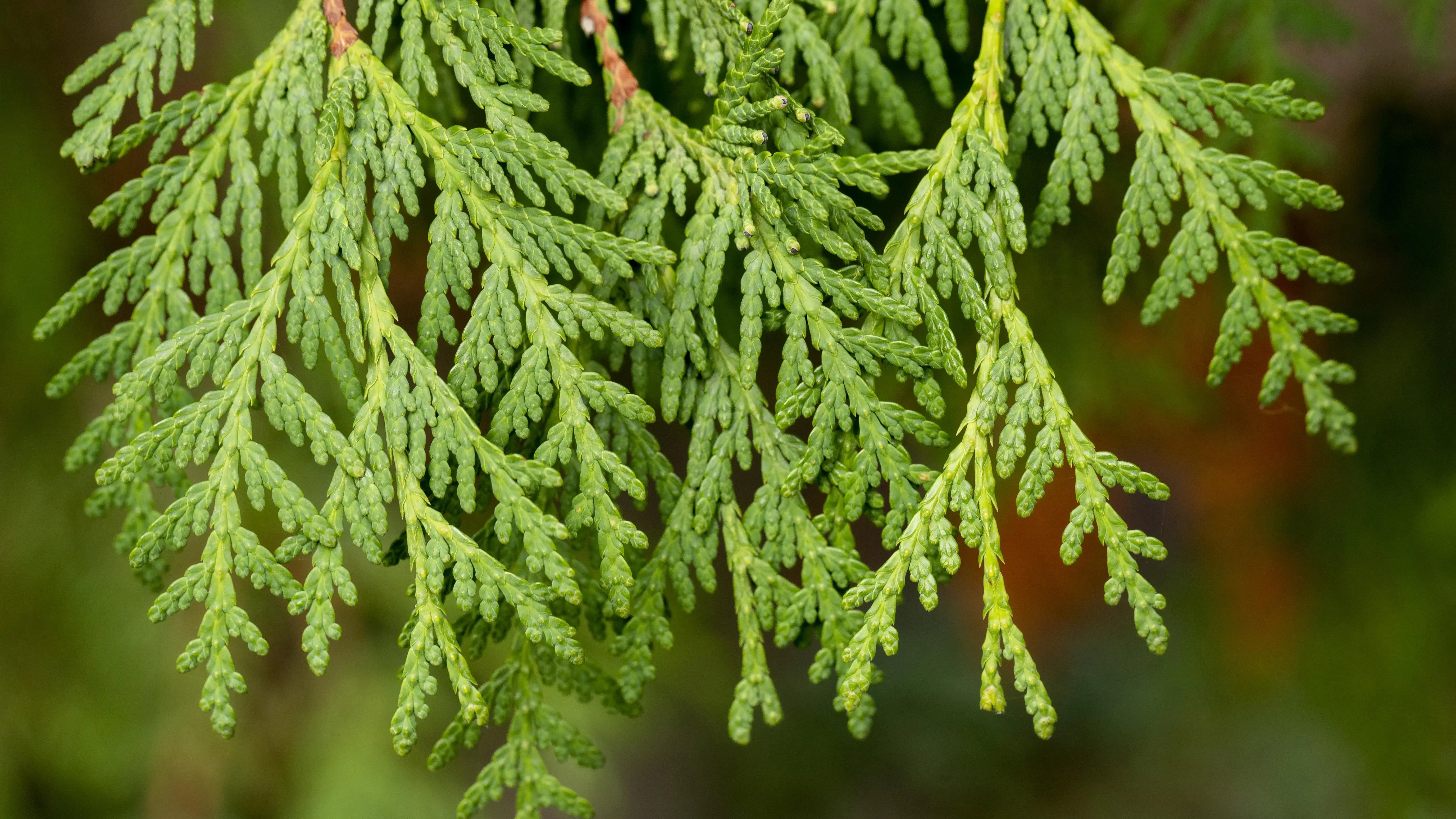 Thuja (Vidhya) Plant Baug Bagicha