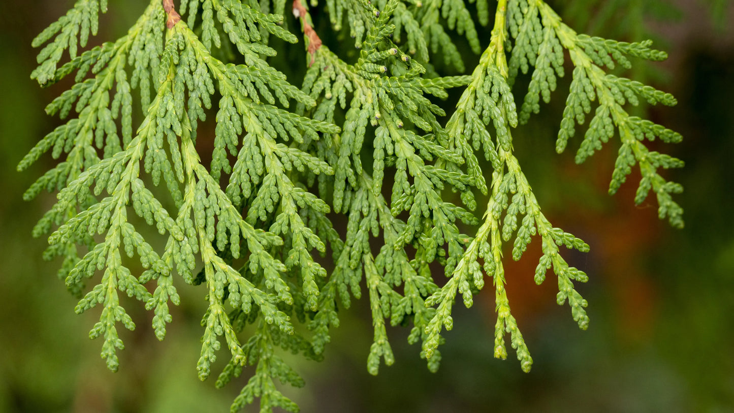 Thuja (Vidhya) Plant Baug Bagicha