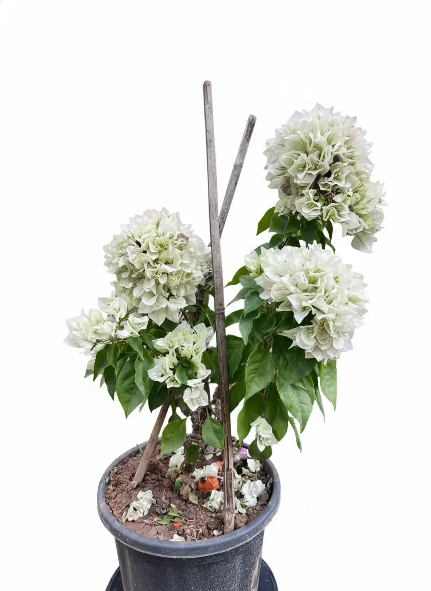 Bougainvillea single coloured plant Spring-Nivida