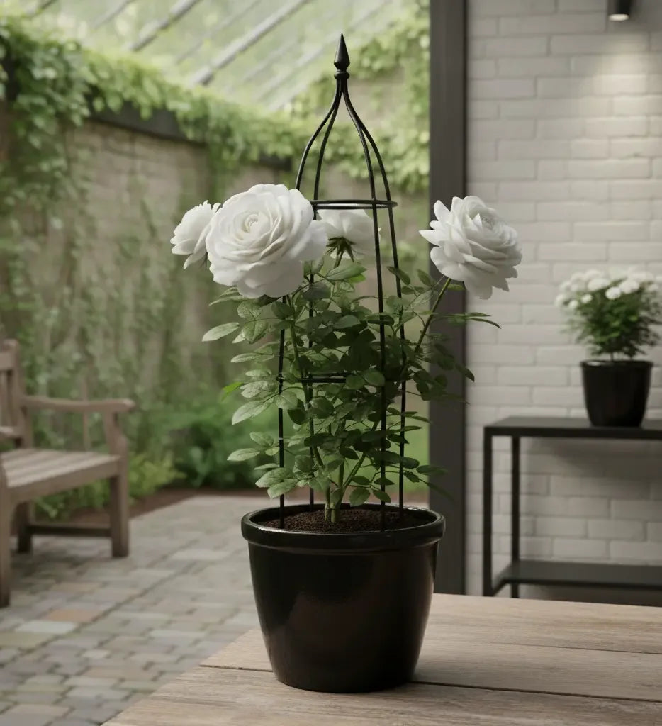 White Rose Plant Baug Bagicha