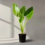 Alocasia, Elephant Ear (Green) - Plant