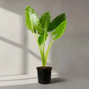 Alocasia, Elephant Ear (Green) - Plant