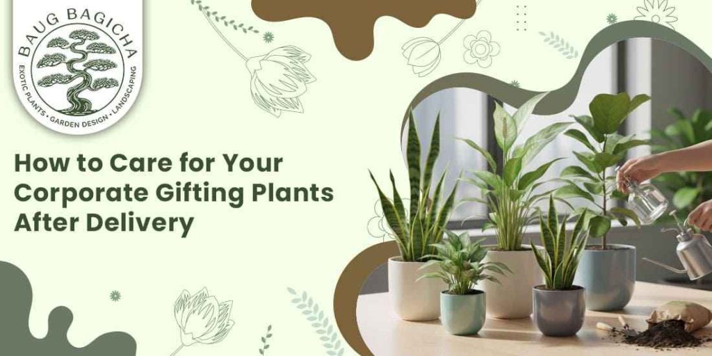 How to Care for Your Corporate Gifting Plants After Delivery