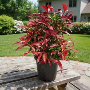 Christina Ficus Plant