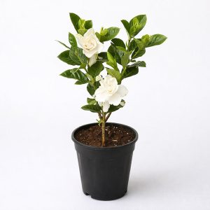 Gardenia Plant
