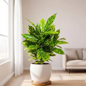 Croton Lemon Plant